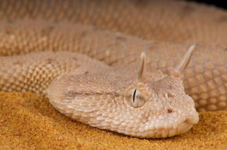  2. Rắn sừng (Horned Viper). Rắn sừng có một chiếc mũi nhọn hình như sừng. Vẻ ngoài độc đáo khiến chúng trở thành loài rắn thú vị nhiều người ưa thích. Ảnh: Pinterest.