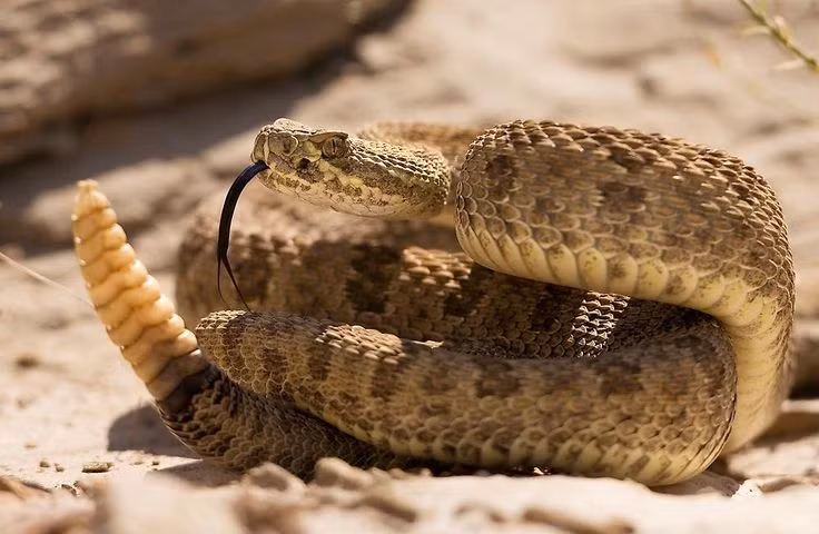  10. Rắn đuôi chuông (Rattlesnake). Loài rắn này có đặc trưng là chiếc đuôi rung phát ra âm thanh cảnh báo khi bị đe dọa. Mặc dù có nọc độc, chúng thường không tấn công nếu không bị kích động. Ảnh: Pinterest.