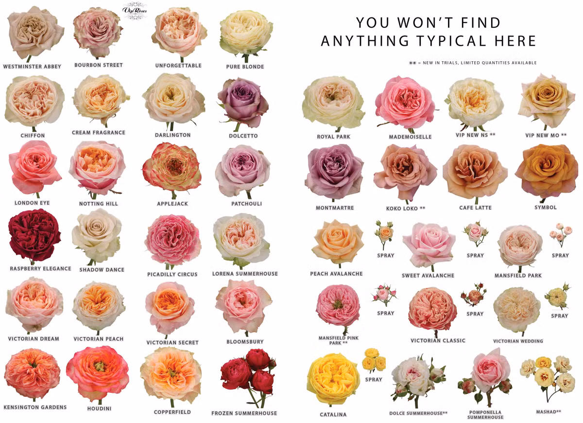  Đa dạng về loài và giống: Hoa hồng là một chi thực vật trong họ Rosaceae, với hơn 150 loài và hàng nghìn giống lai tạo trên toàn thế giới. Ảnh: Pinterest.