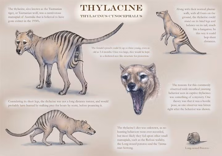  2. Tên khoa học. Tên khoa học của loài này là Thylacinus cynocephalus, có nghĩa là "đầu chó có túi" vì hình dáng của nó giống một con chó với chiếc túi ở bụng. Ảnh: Pinterest.