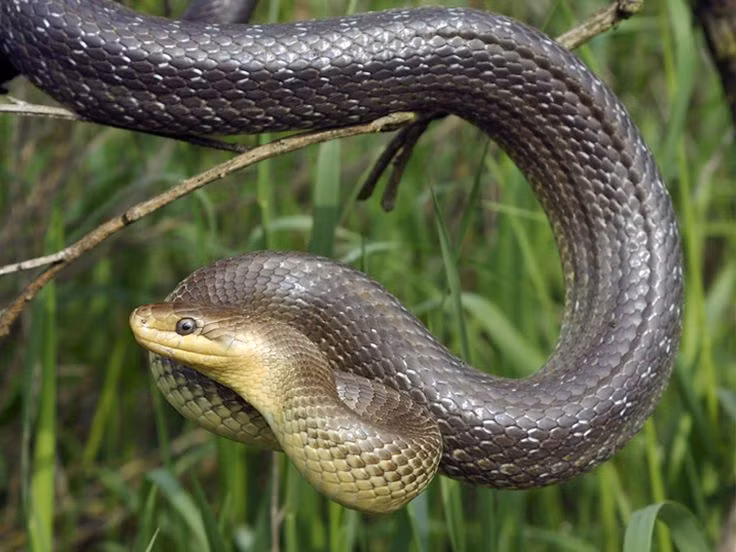 6. “The snake sheds its skin, but it is still a snake”. Tạm dịch: “Con rắn lột da, nhưng nó vẫn là con rắn”. Ý nghĩa: Câu nói này thường được dùng để chỉ rằng, dù có thể thay đổi hình thức hay biến hóa bên ngoài, bản chất thật sự vẫn không thay đổi. Nó là lời nhắc nhở về bản chất con người hay một tính cách cố hữu. Ảnh: Pinterest.