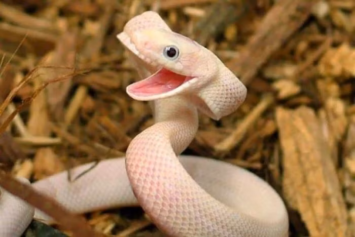  7. “It is not the snake's fault that it was born with venom”. Tạm dịch: “Không phải lỗi của con rắn khi nó được sinh ra với nọc độc”. Ý nghĩa: Câu nói này có thể được dùng để bào chữa cho hành vi hoặc bản chất của một người, ám chỉ rằng một ai đó có thể làm điều xấu vì bản tính của họ, thay vì cố ý. Ảnh: Pinterest.