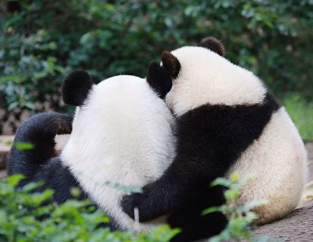  11. Tuổi thọ. Gấu trúc có thể sống từ 20–30 năm trong môi trường nuôi nhốt, nhưng tuổi thọ của chúng thường thấp hơn trong tự nhiên. Ảnh: Pinterest.