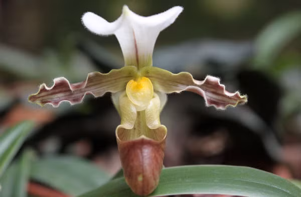 Không chỉ được bảo vệ môi trường sống, IUCN khuyến khích mọi hoạt động bảo tồn như nhân giống nhân tạo, thu thập hạt giống, theo dõi số lượng cá thể, từ đó nỗ lực bảo tồn loại lan hiếm này trước nguy cơ tuyệt chủng vĩnh viễn.