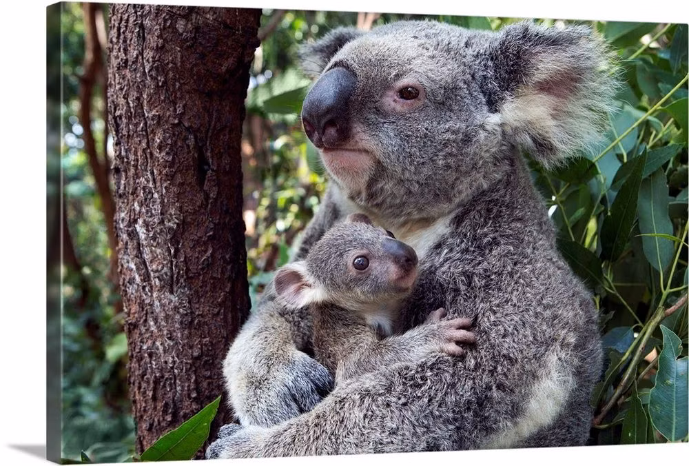  Ngủ rất nhiều: Koala ngủ từ 18 đến 22 giờ mỗi ngày để tiết kiệm năng lượng do chế độ ăn ít dinh dưỡng. Ảnh: Pinterest.