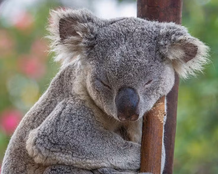  Hệ tiêu hóa đặc biệt: Koala có một cơ quan tiêu hóa gọi là manh tràng (caecum), giúp phân giải các chất độc trong lá bạch đàn. Ảnh: Pinterest.