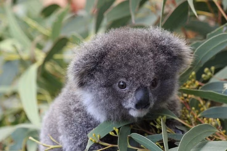  Thích sống đơn độc: Koala thường sống một mình và chỉ tụ tập với nhau trong mùa giao phối. Ảnh: Pinterest.