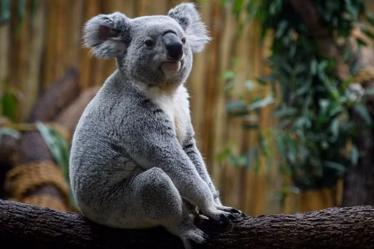  Chỉ sống ở Úc: Koala là loài thú có túi đặc hữu của Úc và chỉ được tìm thấy trong tự nhiên ở các khu vực phía đông và đông nam của đất nước này. Ảnh: Pinterest.