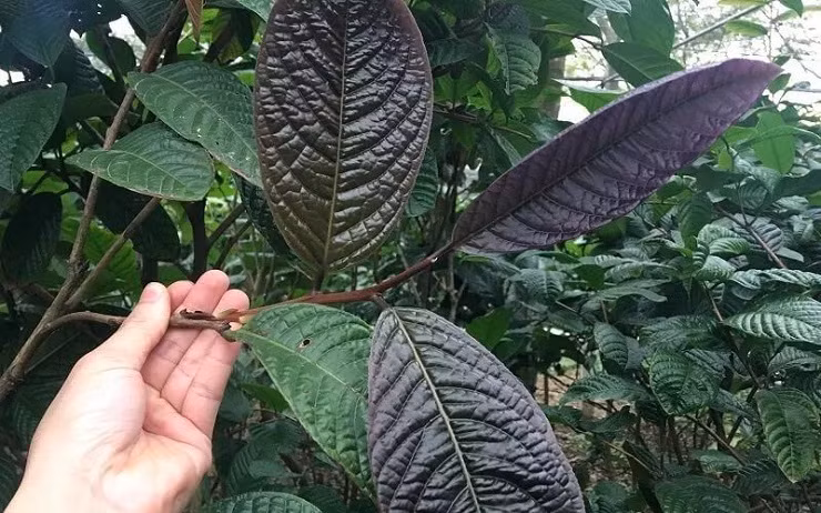Cay moc dai thanh “nu hoang” tra, gia 20 trieu dong/kg-Hinh-9
