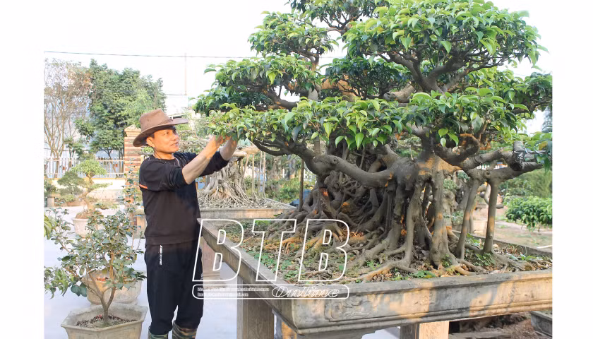 Trồng cây cảnh đắt tiền, ông nông dân Thái Bình thu 300 triệu/năm Trong cay canh dat tien, ong nong dan Thai Binh thu 300 trieu/nam