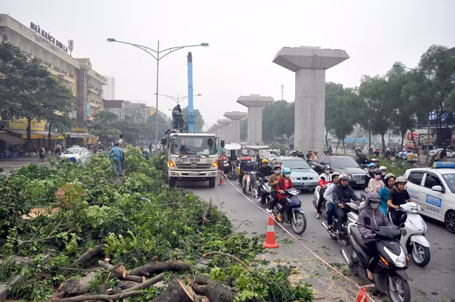 Việc chặt hạ hàng loạt cây xà cừ khiến nhiều người dân ở khu vực này không khỏi xót xa, tiếc nuối. Bà Nguyễn Thị Vân, ở Nguyễn Quý Đức cho biết, ngày nào cũng đi qua tuyến đường này, có hàng cây rợp bóng mát, không khí trong lành và trước đây cả chục năm đã là nơi trú mát vào mỗi buổi trưa hè của nhiều thế hệ người dân nơi đây. "Giờ chặt hạ cả hàng cây đi như thế này không biết bao giờ mới có thể trồng lại được".