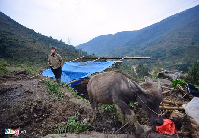 Lúc này nhiệt độ tại vùng núi phía Bắc đo được từ 5 đến 6 độ C. Họ chọn những khe núi, ít gió để xây lều tạm che chắn cho trâu bò, tránh đợt rét hại năm nay.