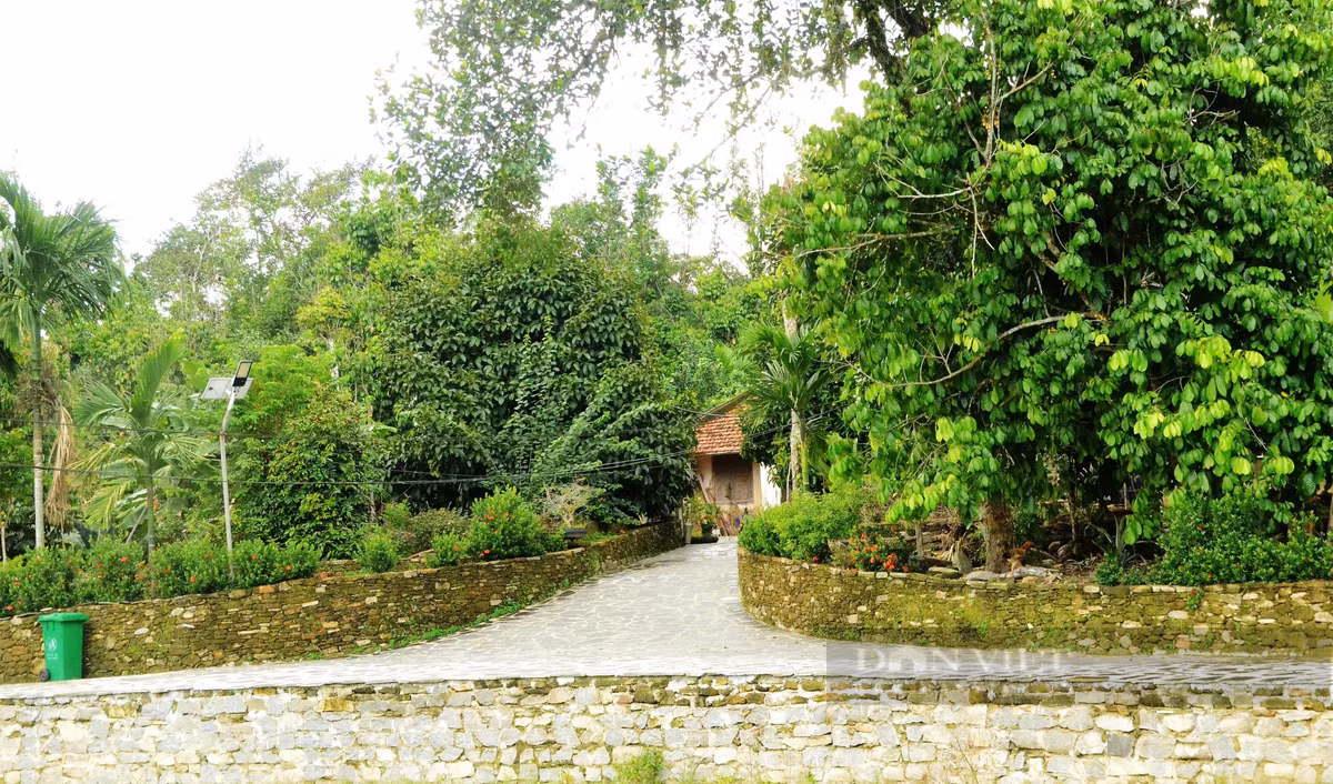 Mot lang co noi tieng Quang Nam trai cay du mau xanh, do, tim, vang-Hinh-11
