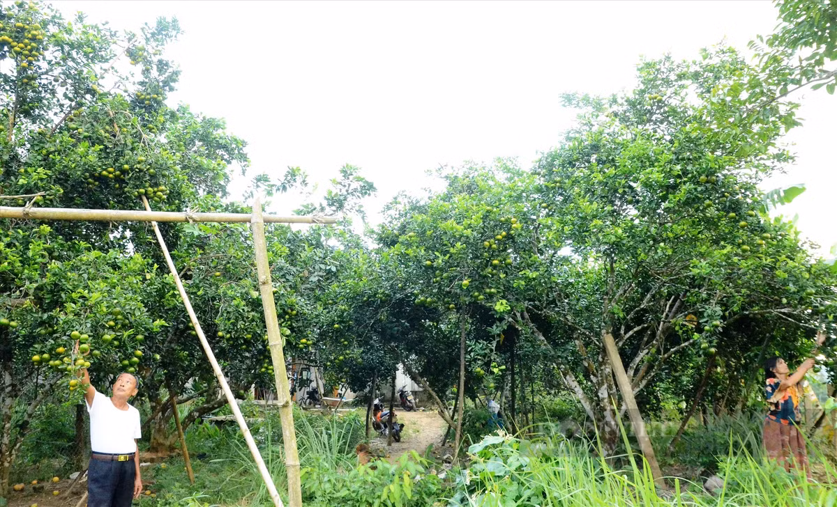 Mot lang co noi tieng Quang Nam trai cay du mau xanh, do, tim, vang-Hinh-3