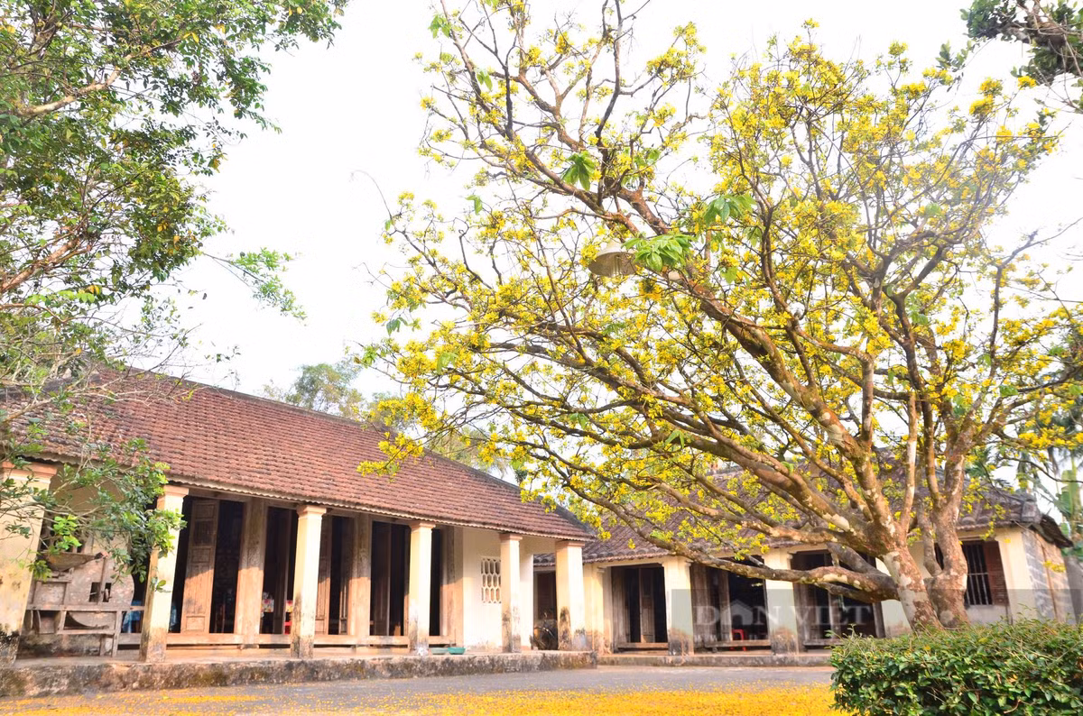 Mot lang co noi tieng Quang Nam trai cay du mau xanh, do, tim, vang