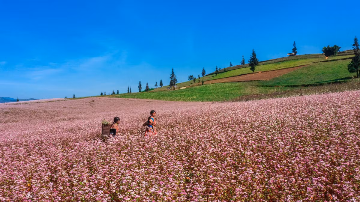 Ngam nhin cao nguyen da no hoa tren manh dat Ha Giang-Hinh-5