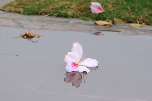 Hoa ban tím khoe sắc xuân giữa lòng Thủ đô Hà Nội - Hình 10 Hoa ban tim khoe sac xuan giua long Thu do Ha Noi-Hinh-10