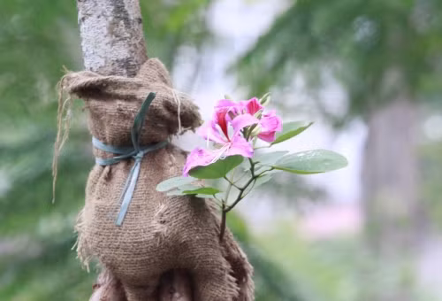 Hoa ban tím khoe sắc xuân giữa lòng Thủ đô Hà Nội Hoa ban tim khoe sac xuan giua long Thu do Ha Noi