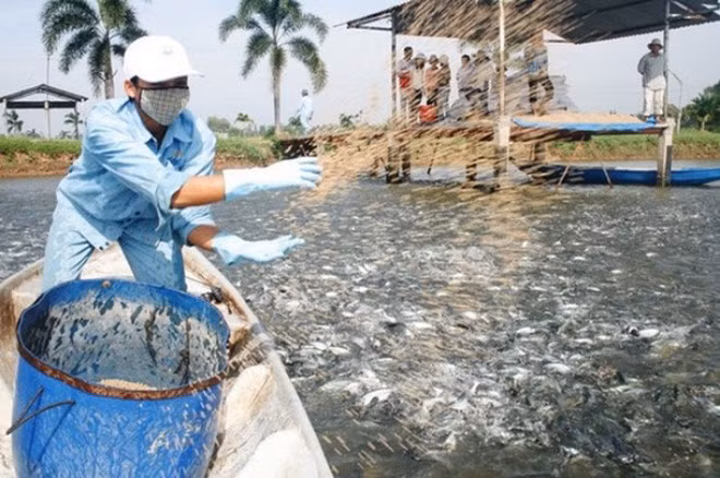 "vua cá tra" Hùng Vương cũng vướng phải khoản nợ lớn. Ảnh: Vietnammet