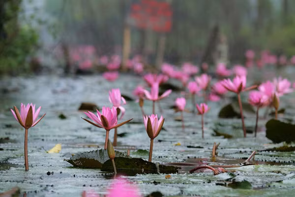 Hoa súng thường nở rực rỡ vào buổi sáng và cụp lại vào buổi chiều, khoe sắc hồng dọc hai bên bờ suối...