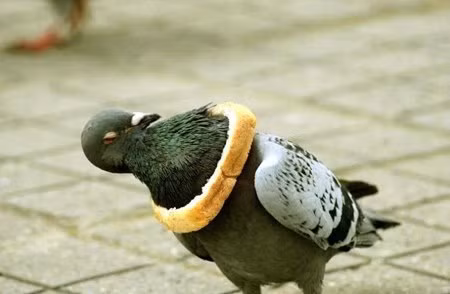 Thế này thì mình làm sao ăn được.