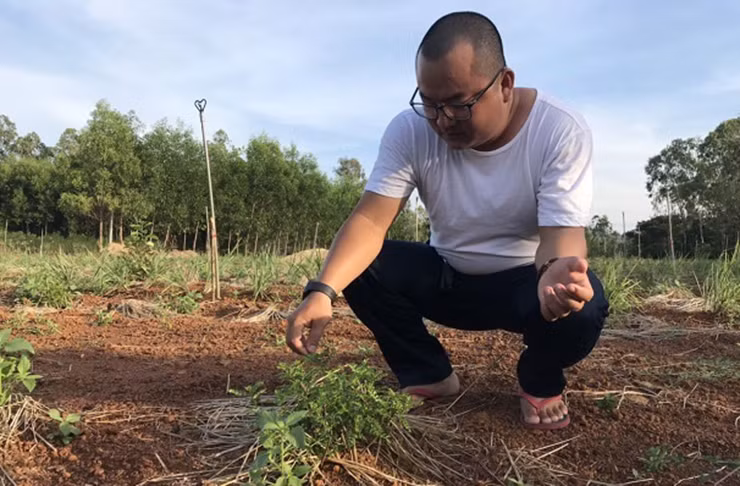 Anh Huỳnh Hữu Quyền, 30 tuổi ở Bình Sơn, Quảng Ngãi đã tìm cây sọ chó về trồng trên 13 sào đất.
