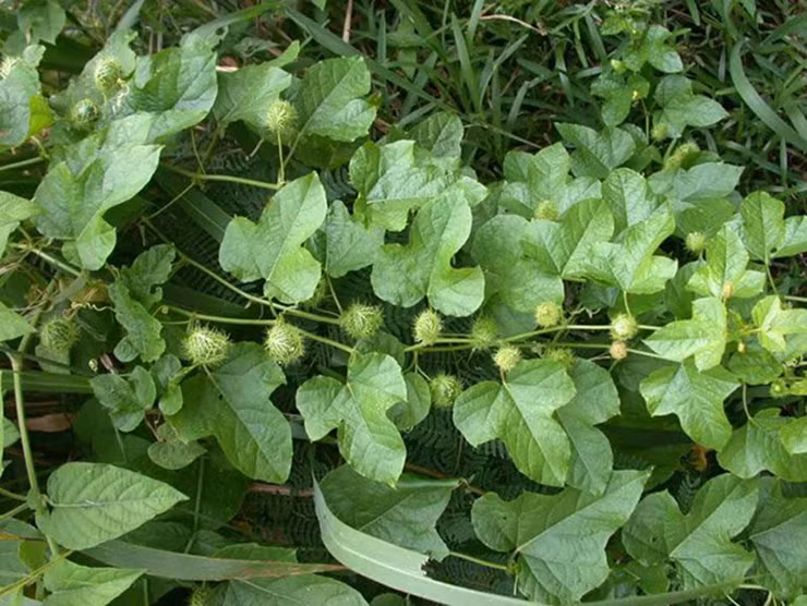 Rau chùm bao tươi có giá 100.000 đồng/kg còn loại phơi khô thì giá đắt hơn.