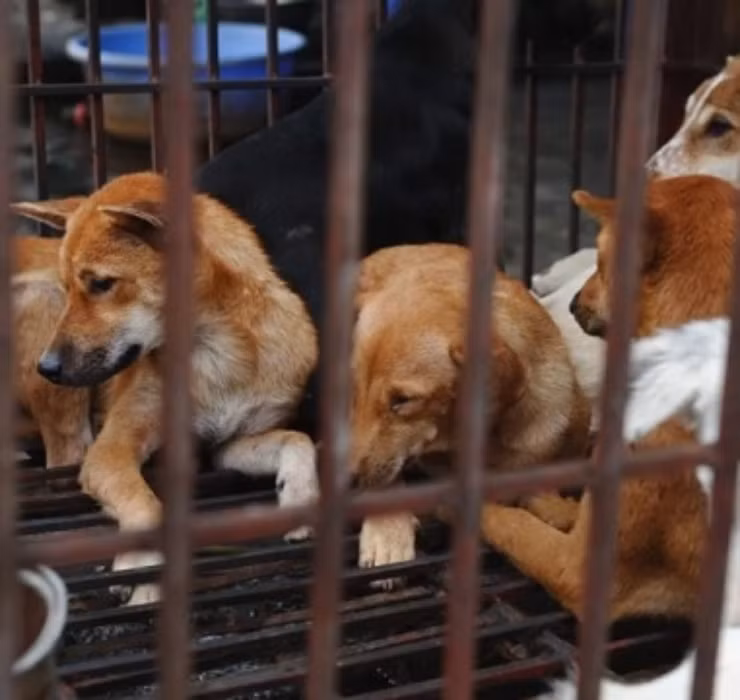 Những doanh nghiệp, tổ chức hay cá nhân cố tình vi phạm có thể phải lĩnh án phạt lên tới 1 năm tù giam đi kèm số tiền phạt tối đa là 5.000 USD (tương đương 115 triệu đồng).
