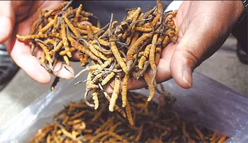 Do có tác dụng chống khối u và tăng cường miễn dịch, ngày nay, đông trùng hạ thảo còn được dùng làm thuốc hỗ trợ điều trị các bệnh có khối u, bệnh ung thư hoặc sau xạ trị của bệnh ung thư, cho kết quả khả quan.