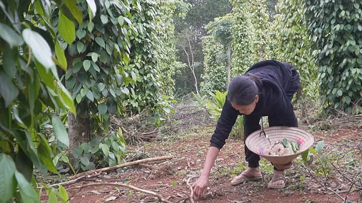 Thương lái tìm mua tận nhà với giá từ 500-800.000 đồng/kg.