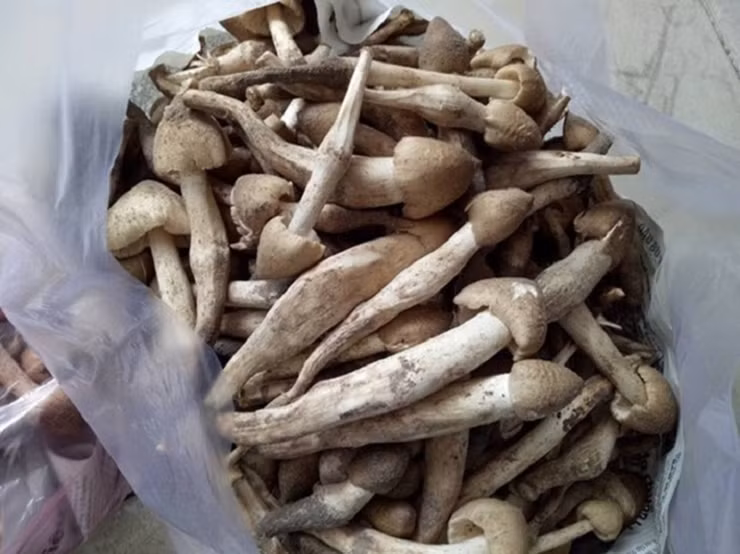 Sau cơn mưa, loại chất này mọc lên những cây nấm thơm lừng.