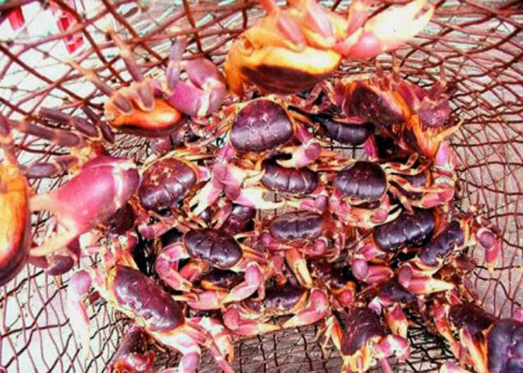 Loài cua này có hình dáng như cua thường nhưng sống trên núi, chỉ đến mùa sinh sản mới xuống biển để đẻ trứng, nên được gọi là cua đá.
