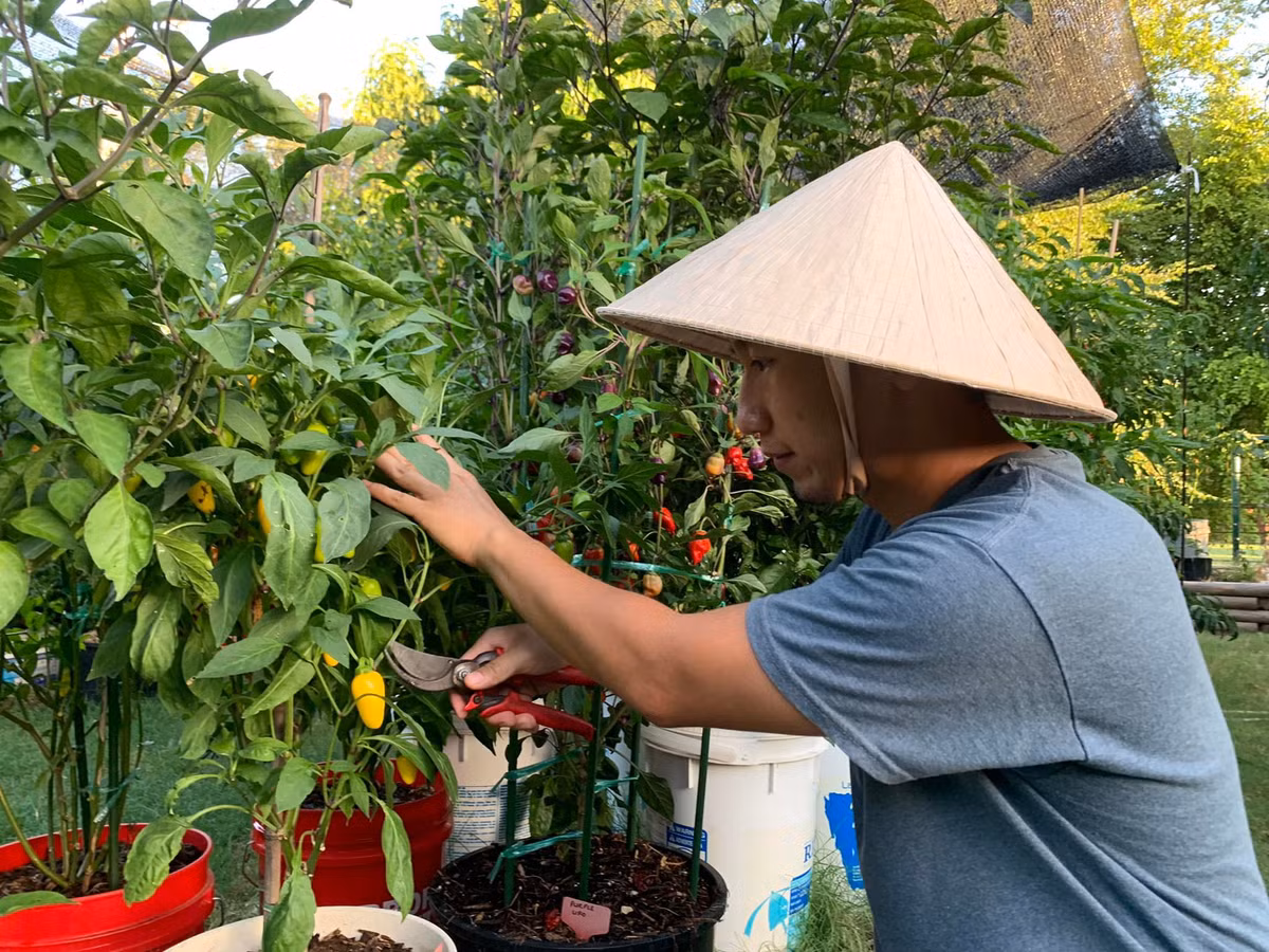 Lạ lùng chàng trai Việt đam mê ớt, ba năm nếm thử... 500 loại ảnh 4