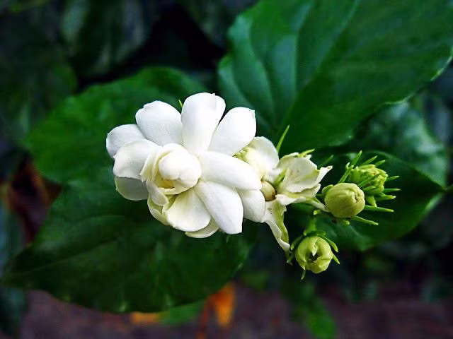 “Hoa nhài cắm bãi phân trâu”. Câu này thường dùng để chỉ cuộc hôn nhân không tương xứng, trong đó người vợ được đề cao hơn.