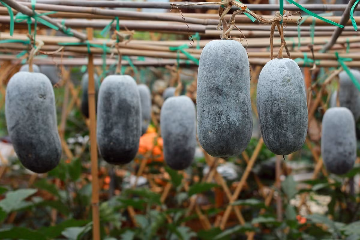 4 loai rau sieu vitamin C, bo sung nuoc, cap am cho da kho-Hinh-5