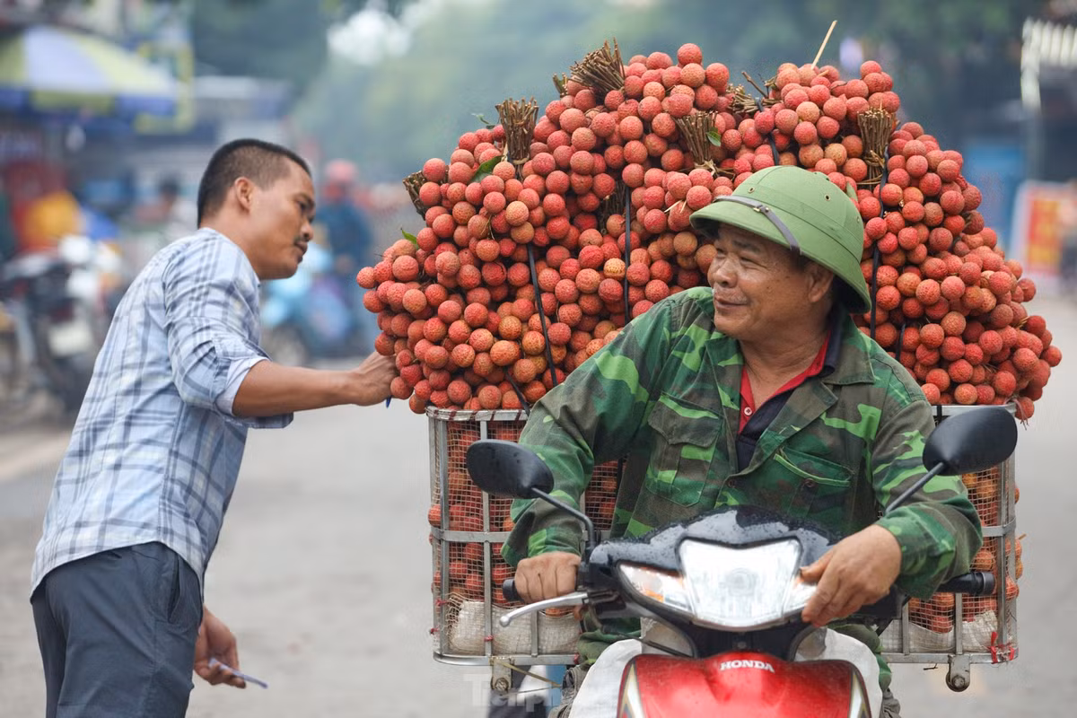 Các xe chở vải chất cao quá đầu người được bó gọn gàng với màu đỏ rực rỡ bắt mắt mang theo niềm vui, kỳ vọng của bà con nông dân về một năm được mùa, được giá.