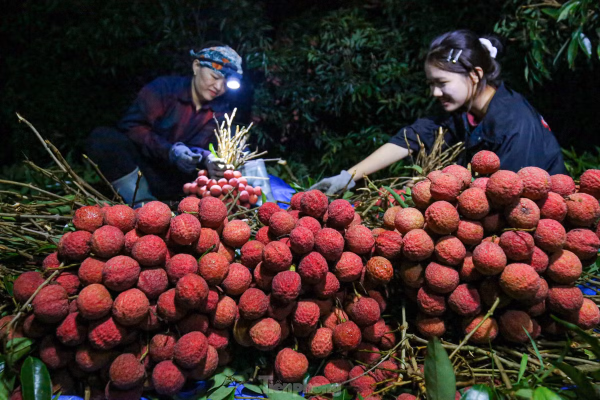 Ngay từ khoảng 3 giờ sáng tại huyện Lục Ngạn, Bắc Giang, các chủ vườn đã tất bật soi đèn pin đi thu hoạch vải, bó thành từng chùm lớn.