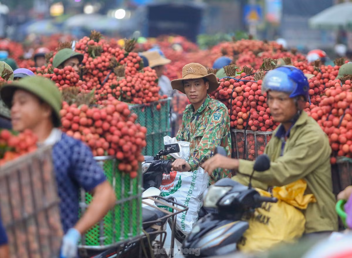 Hàng trăm xe vải ùn ùn kéo đến điểm tập kết thu mua của các thương lái khiến trục đường dọc quốc lộ 31 đến các điểm thương lái thu mua tắc dài, nhuộm đỏ cả một vùng.