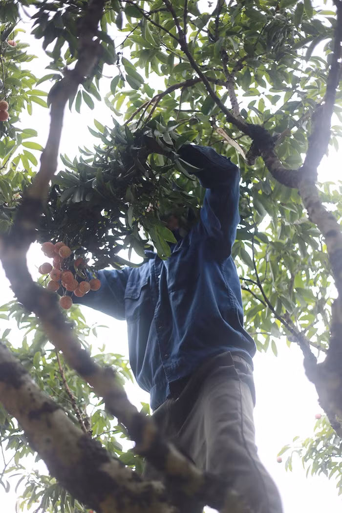 Cây vải thiều tổ ở Thanh Hà có tuổi đời khoảng 200 năm. Nhiều cây trong các vườn của người dân có tuổi đời từ 30 đến 50 năm. Chăm sóc cây vải, thu hái vải khá vất vả khi quả vải vào mùa vụ đúng lúc nắng nóng, song những người nông dân trồng vải đều đã quen với việc này bao năm nay.