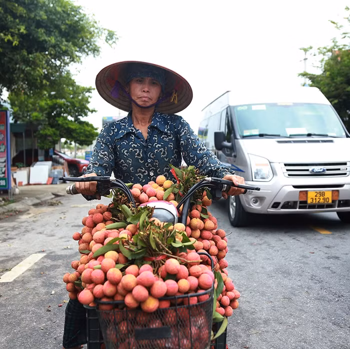 Quả vải cơ bản khó bảo quản, nhanh xuống màu, việc thu hái và đem bán đều vẫn rất vất vả