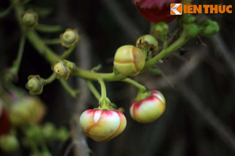 Nụ hoa đầu lân thoạt nhìn khá giống nụ hải đường.