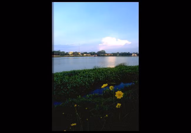Hoa nở bên dòng sông Hương ở Cố đô Huế.