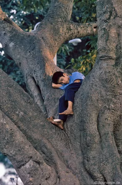 Giấc ngủ trên thân cây cổ thụ.