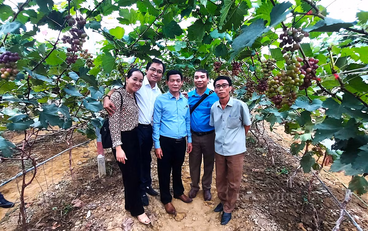 Bất ngờ khi trồng thử nho hạ đen đạt trái to nặng trĩu cành - Hình 3 Bat ngo khi trong thu nho ha den dat trai to nang triu canh-Hinh-3