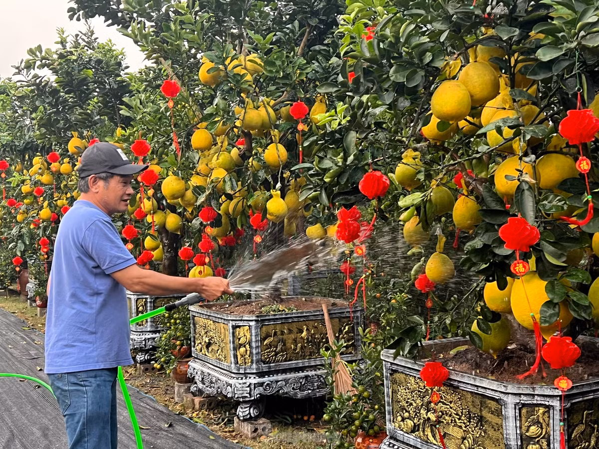 Ông Nguyễn Đức Lự, chủ vườn kiểng Lự Nguyễn cho biết, có vườn bưởi gần 2.000 gốc tại Hưng Yên, trong đó hơn 300 gốc được vận chuyển đến TPHCM, Đà Nẵng và Vinh để bán Tết. Hiện tại, ông đang bán hơn 100 chậu bưởi tại TP HCM với giá giảm hơn 15% so với năm 2024.
