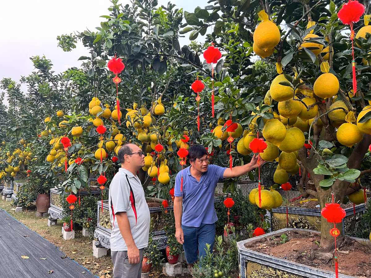 Những cây bưởi Diễn có tuổi đời hàng chục năm, giá rất mềm chỉ từ 10 triệu đồng/chậu. Thời điểm này, đã có khá nhiều khách hàng đến chọn mua cây, ghi tên lên sản phẩm và hẹn ngày để chủ vườn giao tận nơi.