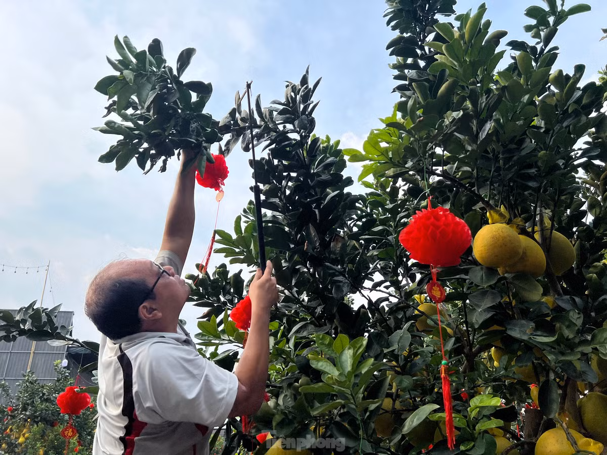 Treo thêm quả cầu đỏ, câu đối lên cây bưởi Diễn để đón Tết.