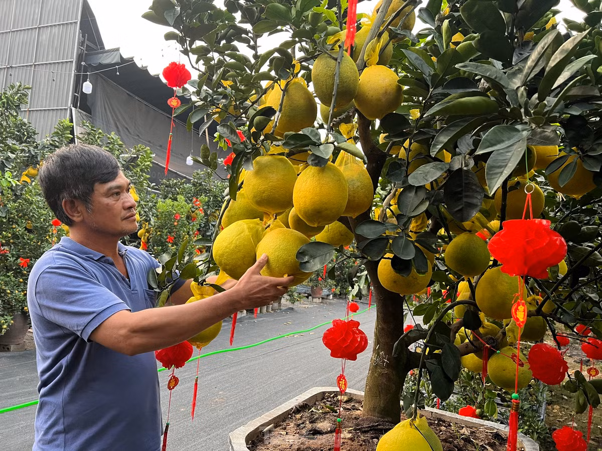 Ông Nguyễn Đắc Lự, chủ vườn Lự Nguyễn nâng niu từng quả bưởi trước khi giao đến tận nơi cho khách hàng.