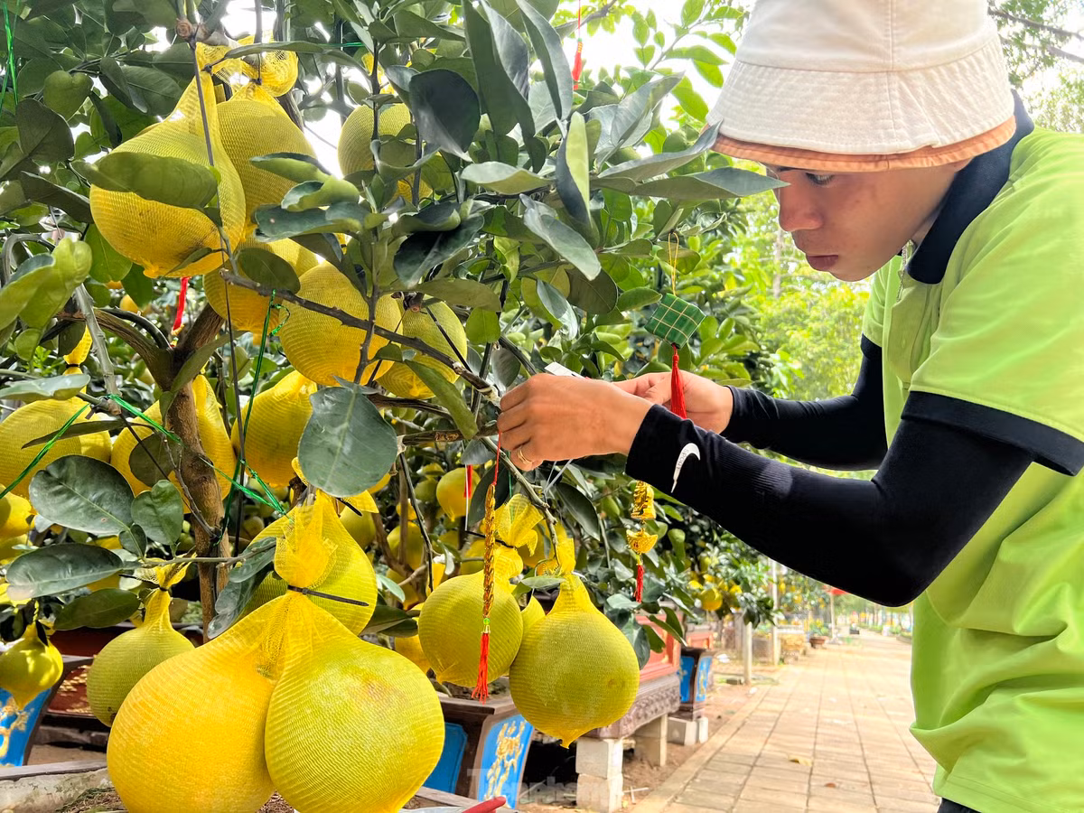 Các nhà vườn liên tục thuê thêm nhân công để chăm sóc, trang trí, làm đẹp cho những cây bưởi Diễn. Nhân viên sẽ cắt tỉa cảnh, chỉnh lại thế cây, bón phân, tưới nước và trang trí thêm nơ, ruy băng, treo thêm các câu đối đỏ để cây bưởi thêm bắt mắt.