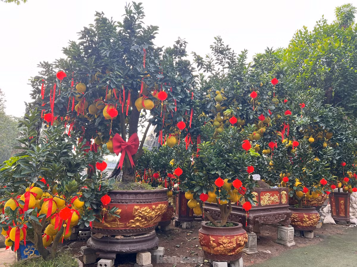 Trên đường Mai Chí Thọ (TP Thủ Đức) những ngày này, người đi đường khó có thể bỏ qua những vườn bưởi Diễn lúc lỉu trái. Bưởi Diễn đa số được đưa từ miền Bắc vào mỗi dịp Tết, trái bưởi có màu vàng rực rỡ, quả to và khi chín tỏa ra hương thơm ngát bay xa cả trăm mét.